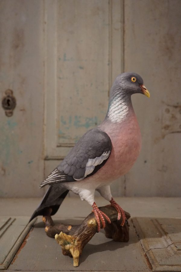 Torcaz Pigeon